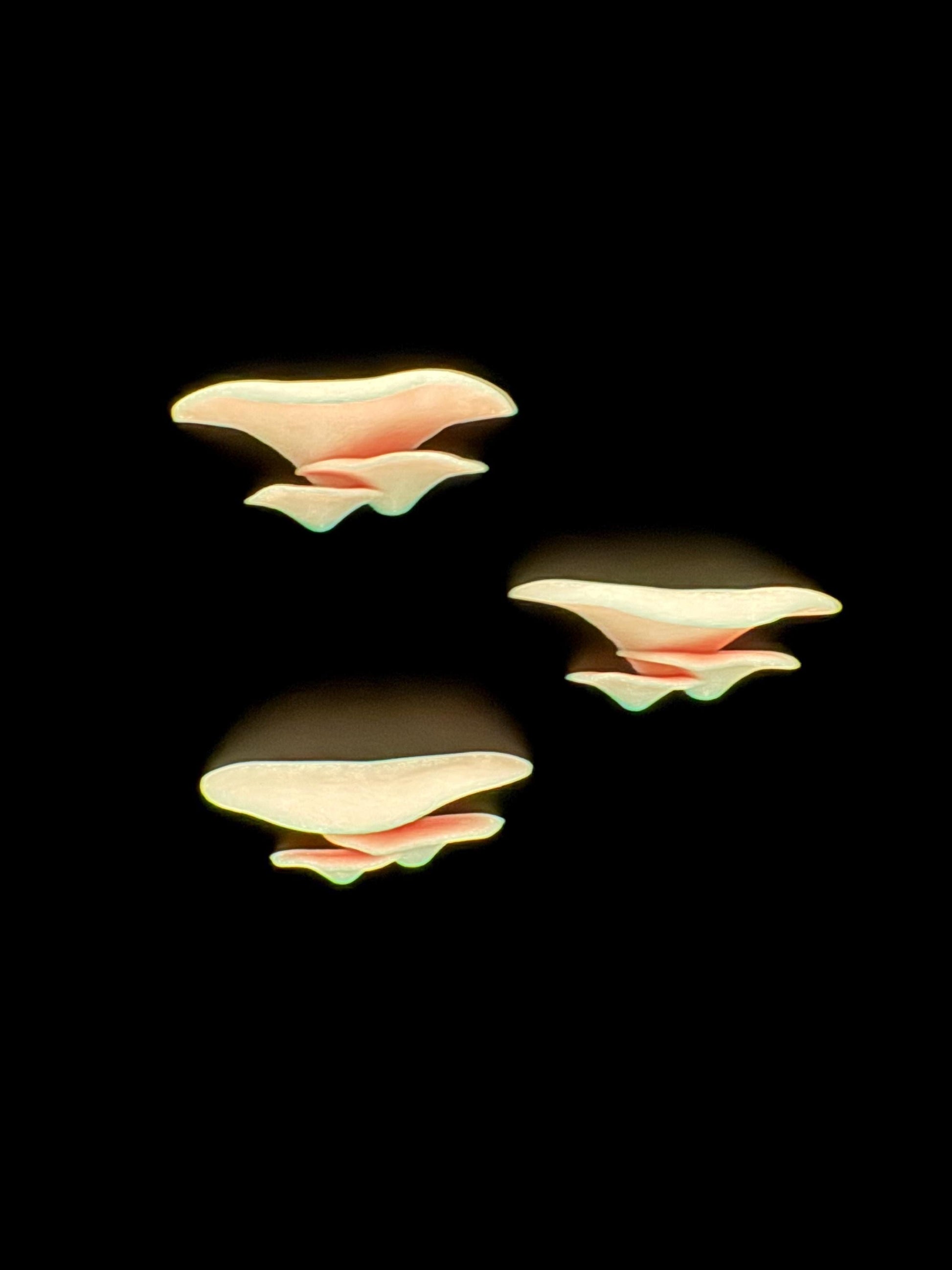 Magnetic pink “glow” mushroom ledge *Built In Magnet*