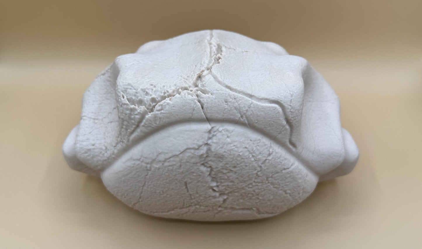 Large Venusaur Skull