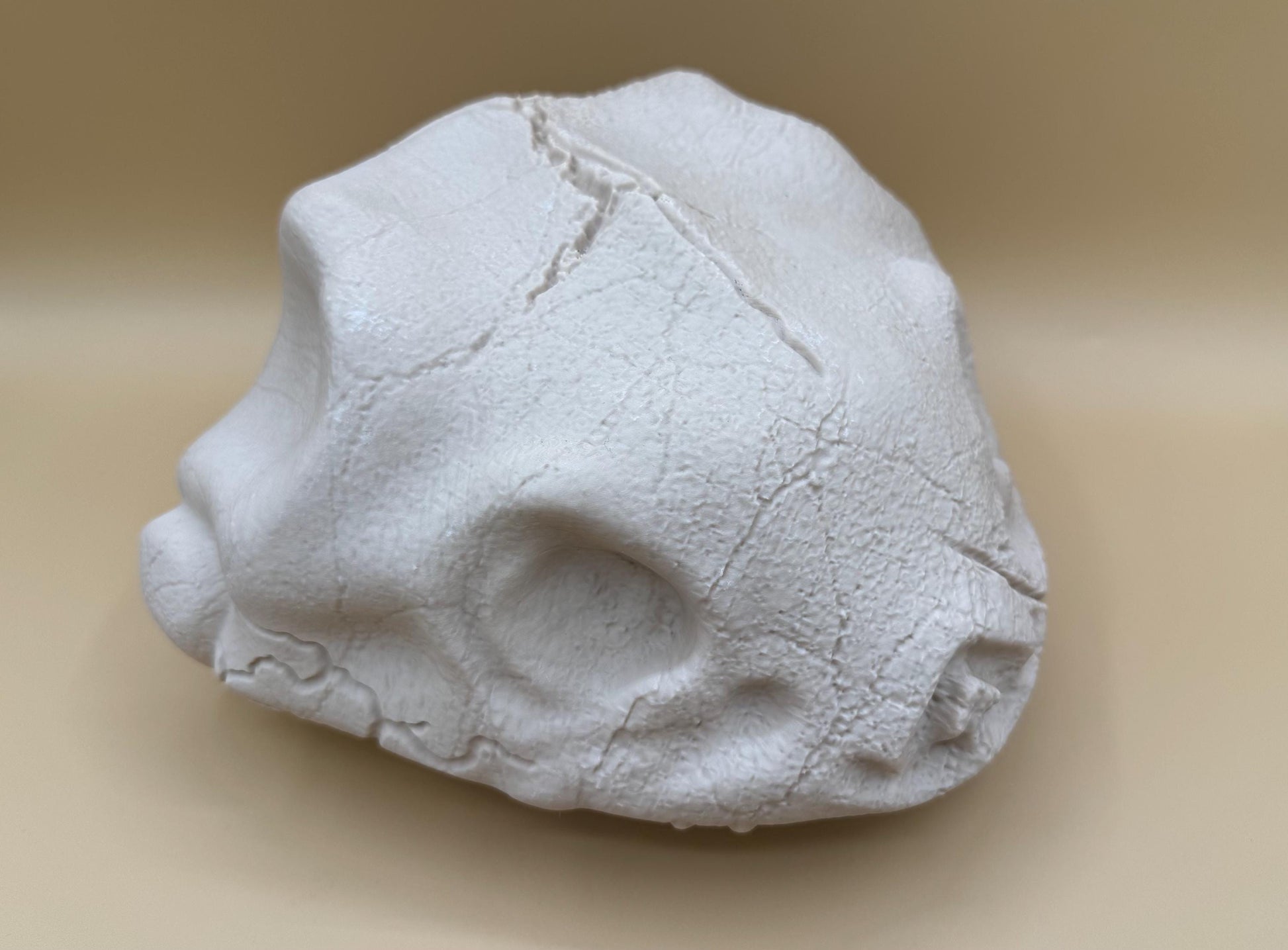 Large Venusaur Skull