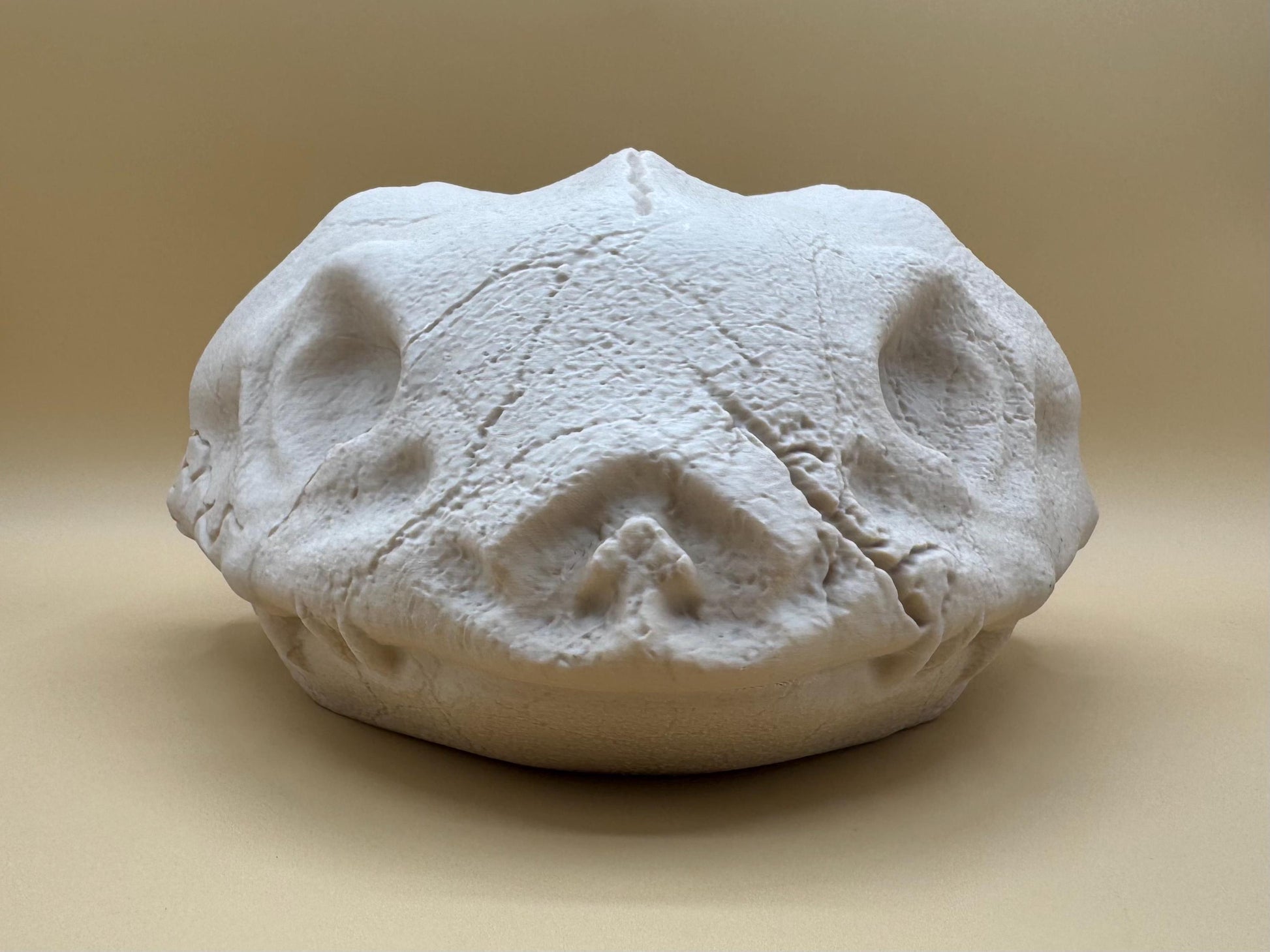 Large Venusaur Skull