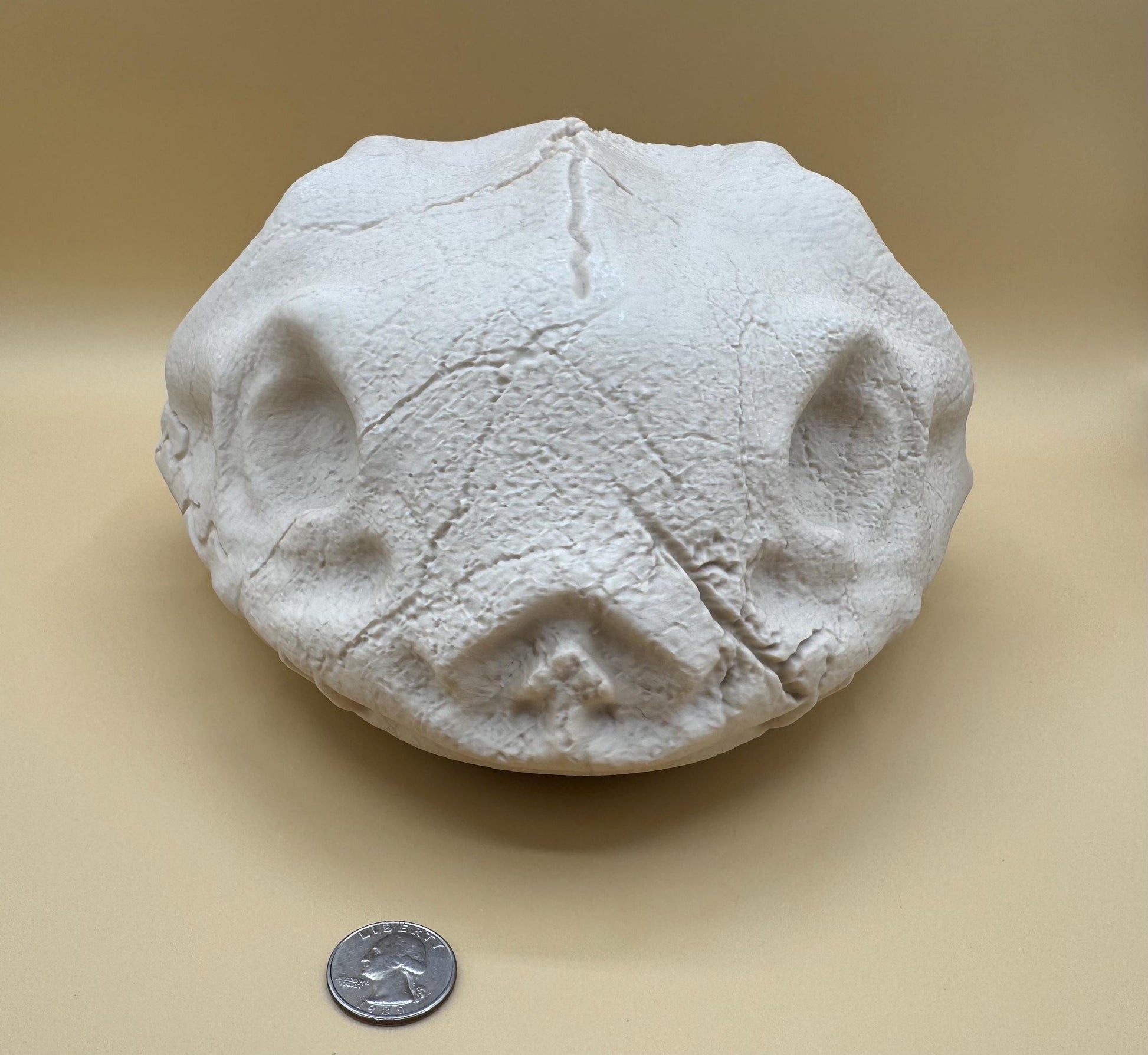 Large Venusaur Skull