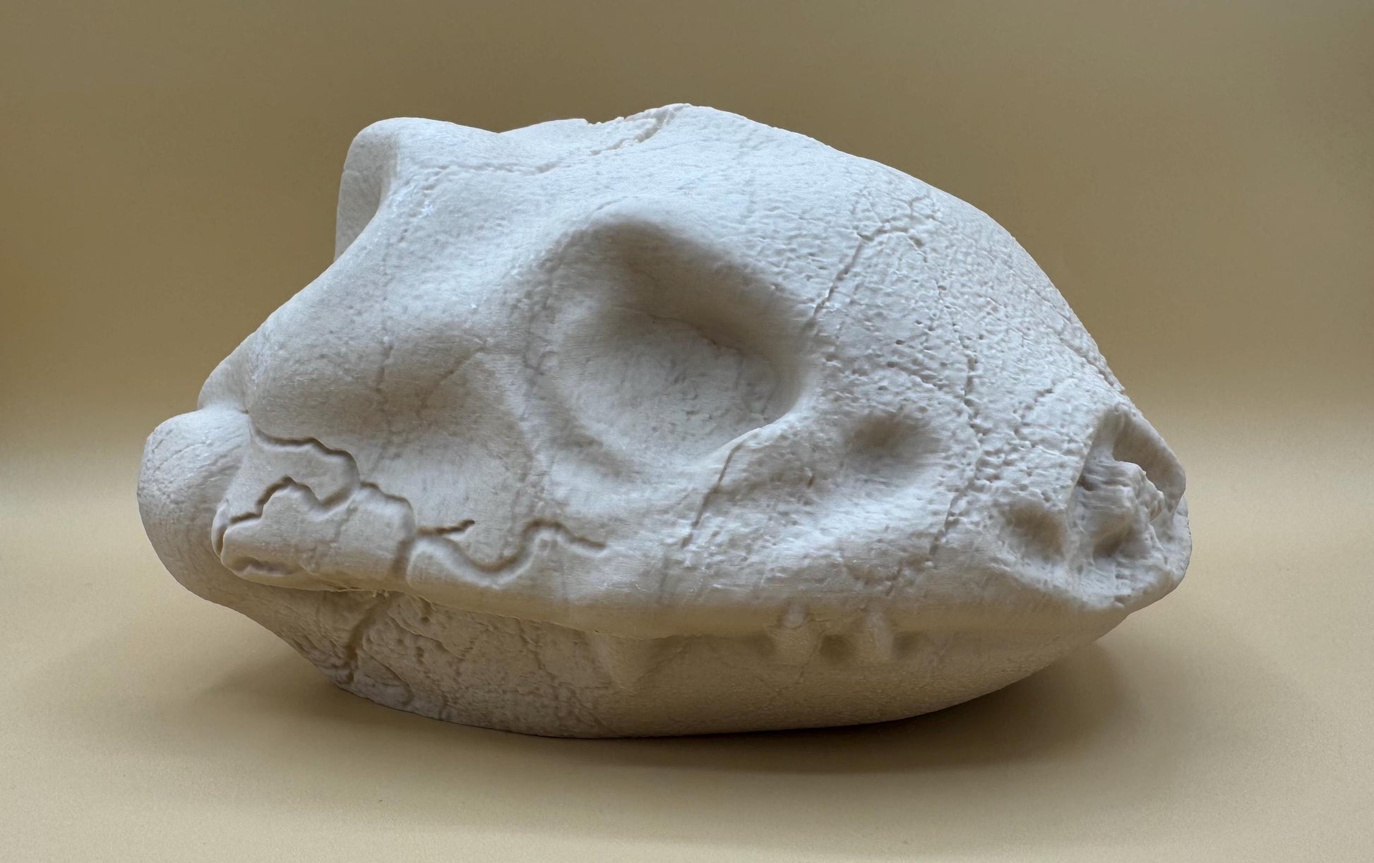 Large Venusaur Skull