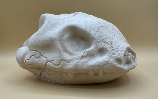 Large Venusaur Skull
