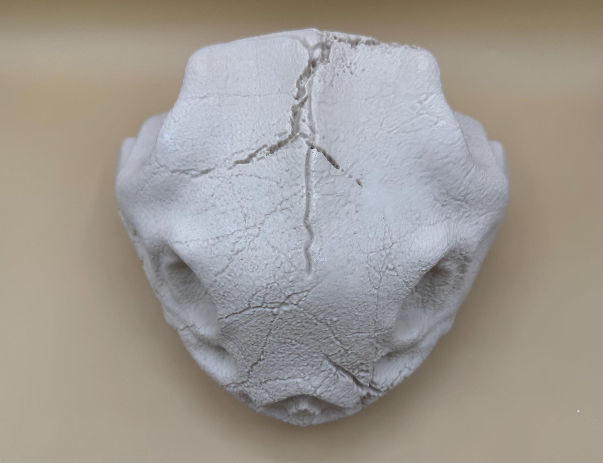 Large Venusaur Skull