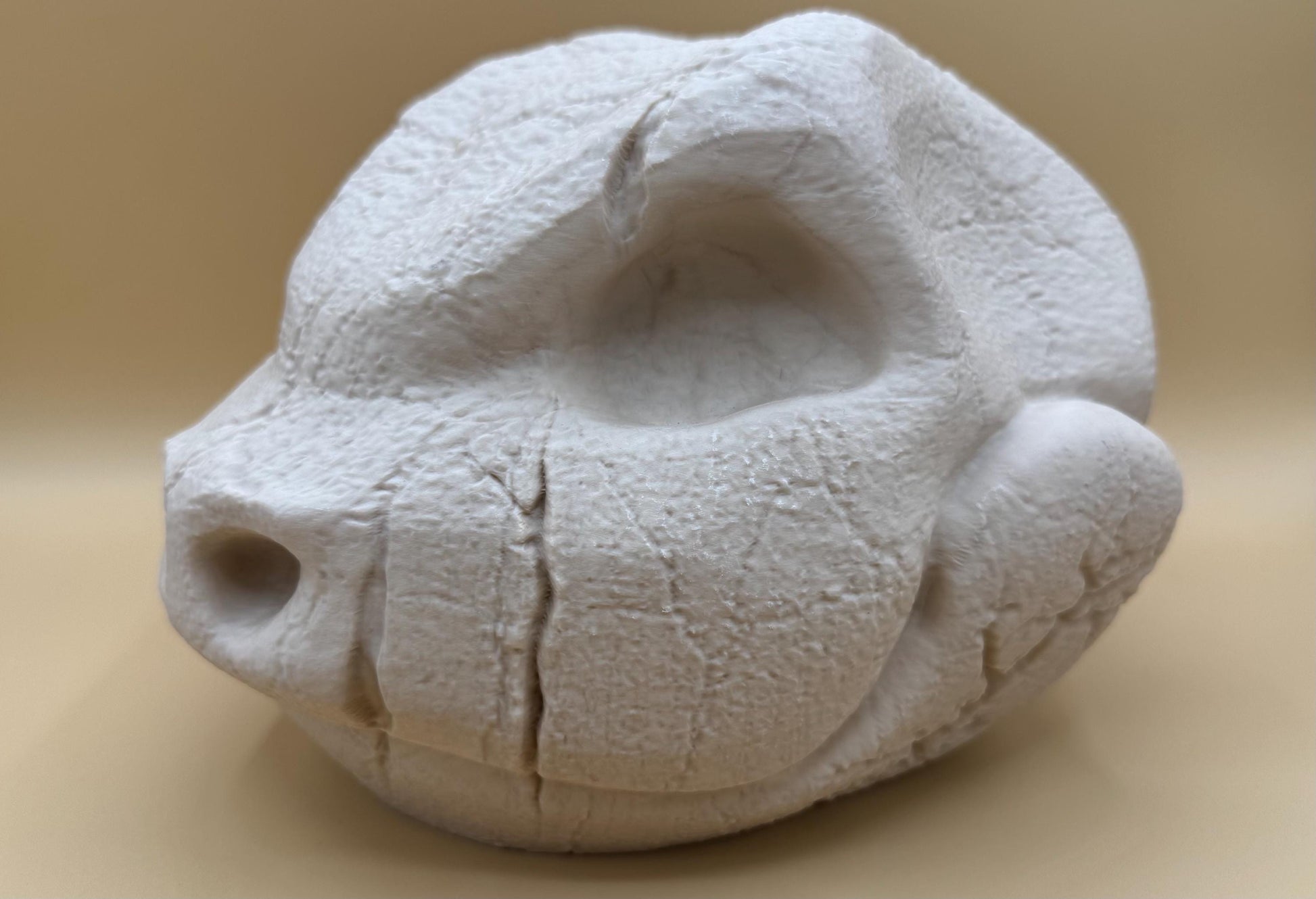 Large Blastoise Skull