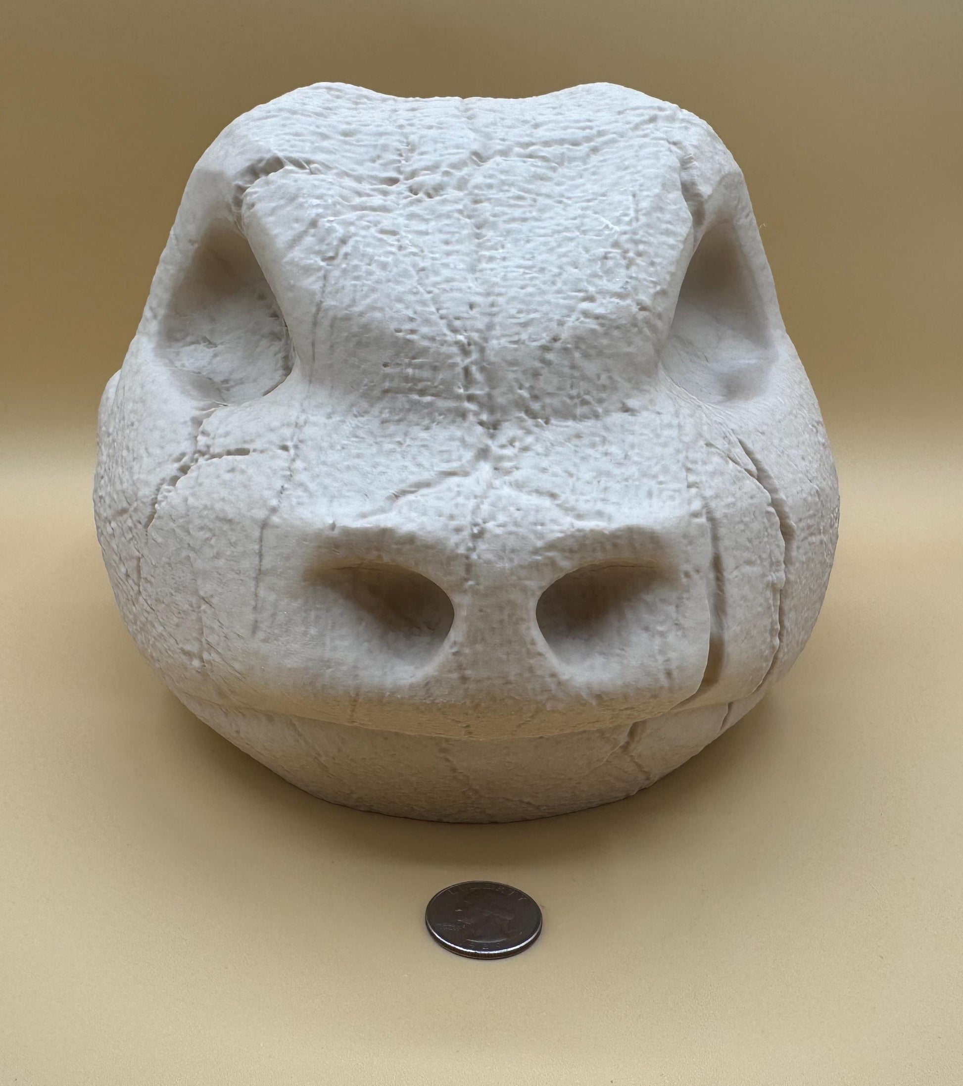 Large Blastoise Skull