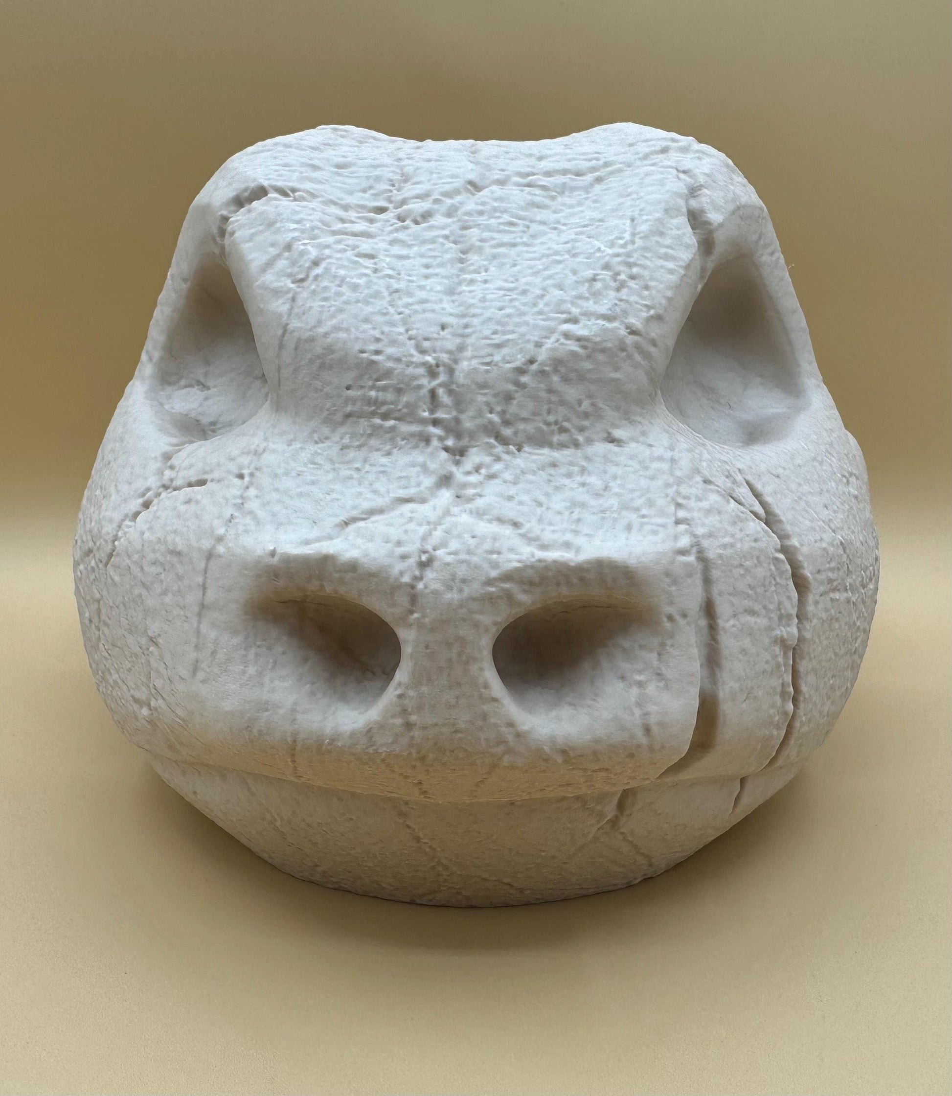 Large Blastoise Skull